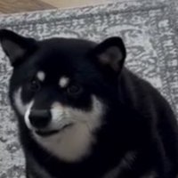 カメラを見る犬