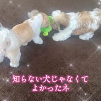 仲良く遊ぶ2匹♡