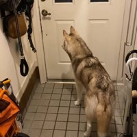 玄関ドアを見つめる犬