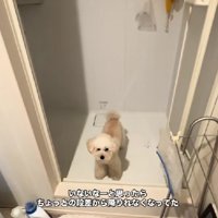 段差を降りられなくなっていた