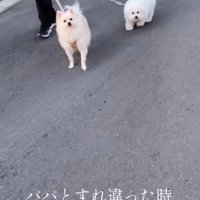 散歩中に男性を見つめる2頭の犬