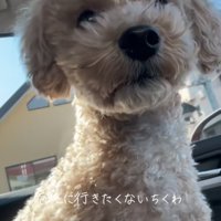 前方を見る犬