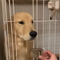 ケージでおすわりするかやちゃん