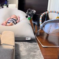 赤ちゃんを遊びに誘うらんちゃん3