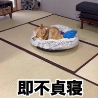 すぐにふて寝しちゃった
