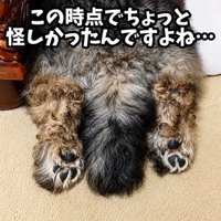 後ろ足と尻尾だけの大地くん