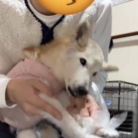 お餅をやさしく押す犬の姿