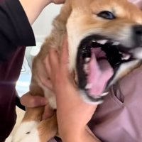 絶叫するつくねちゃん