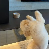 ガムテープを取りたいぬい君8