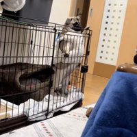 じっと部屋を見ている…