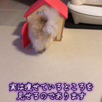 頭を入れる犬2