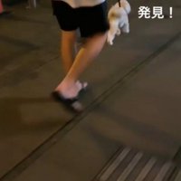 歩道を歩く犬と視線の先に立つ警備員