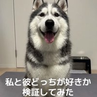 シベリアンハスキーのケールくん