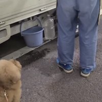 人のそばでおとなしく待つ犬