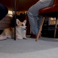 食事中は足元で待機