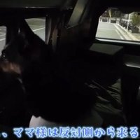車内から外を見る犬