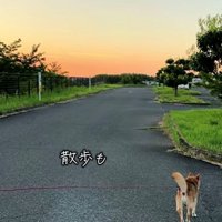 夕焼けの道を歩く犬の後ろ姿