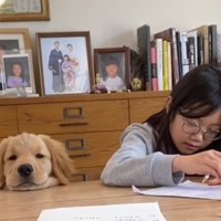 机にあごを乗せて遠くを見つめる犬
