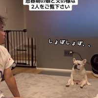 飼い主を見つめる小型犬