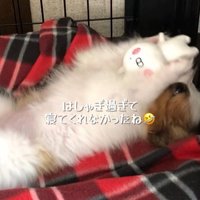 そらちゃんを迎えてからの日々3