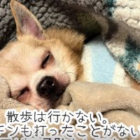 お散歩もワクチンもやったことがない…