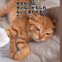 治療を受ける子猫