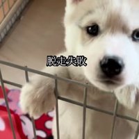 脱走を試みるも…