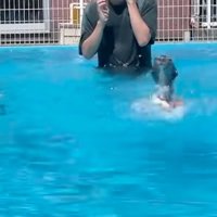 溺れるように泳ぐ犬