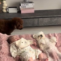 眠る赤ちゃんと小型犬兄妹