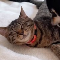 笑顔の子猫