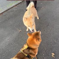 お友達に会った時のぽんた君⑩