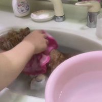 洗い終わったらタオルを乗せて…