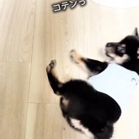 転がるまかお君