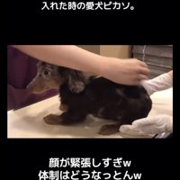 診察台の上で固まる犬