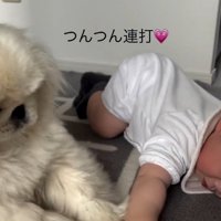 連打するしっぽちゃん
