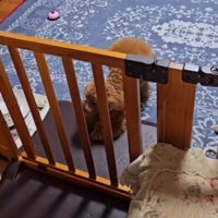 飼い主を見て激しくしっぽを振る犬