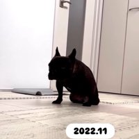 うまく歩けないあずきちゃん