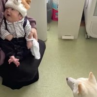 おまめちゃんと赤ちゃんの別れ8