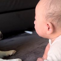 赤ちゃんとこた君