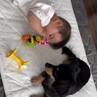 赤ちゃんとワンちゃんの初対面6