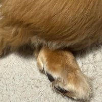 クロスする後ろ足
