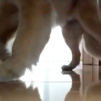 ロボット