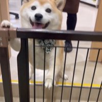 サロンに預けられる豆助座衛門くん5