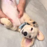 マッサージされ子犬