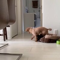 もう一枚取りに行くりゅっくちゃん