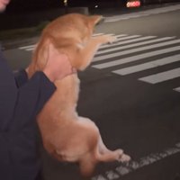 犬を抱き抱えながら警察署へ向かう投稿者たち