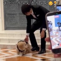 アタフタする犬3