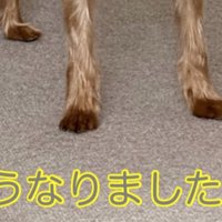 犬の足元