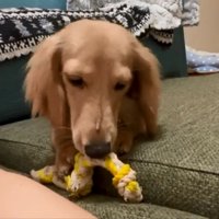 おもちゃ遊びをするパンナちゃん