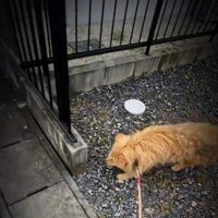 女性と一緒に散歩をするボサボサの犬
